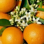 Портокалите помагат в битката с излишните мазнини
