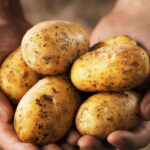 Могат ли картофите да ни помогнат да отслабнем?